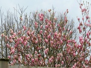 11th Mar 2016 - Magnificent Magnolia