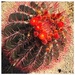 Flowering Cactus by wilkinscd