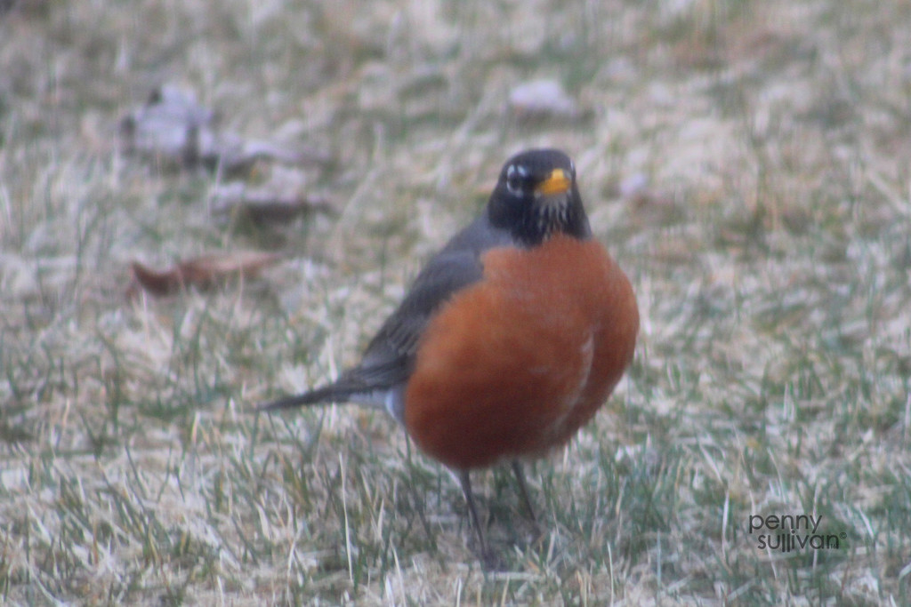0309_9985 First Robin by pennyrae