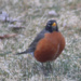 0309_9985 First Robin by pennyrae