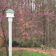 12th Mar 2016 - Redbuds are blooming!