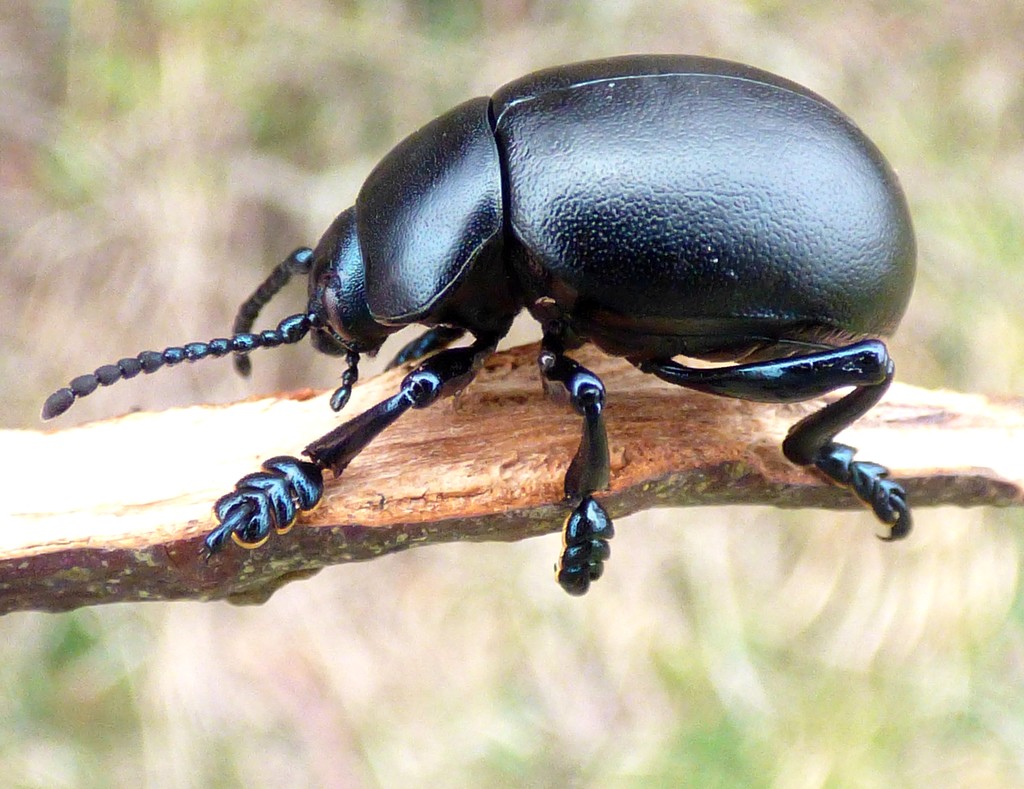 Bloody nosed beetle by julienne1