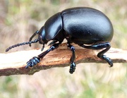11th Mar 2016 - Bloody nosed beetle