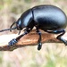 Bloody nosed beetle by julienne1