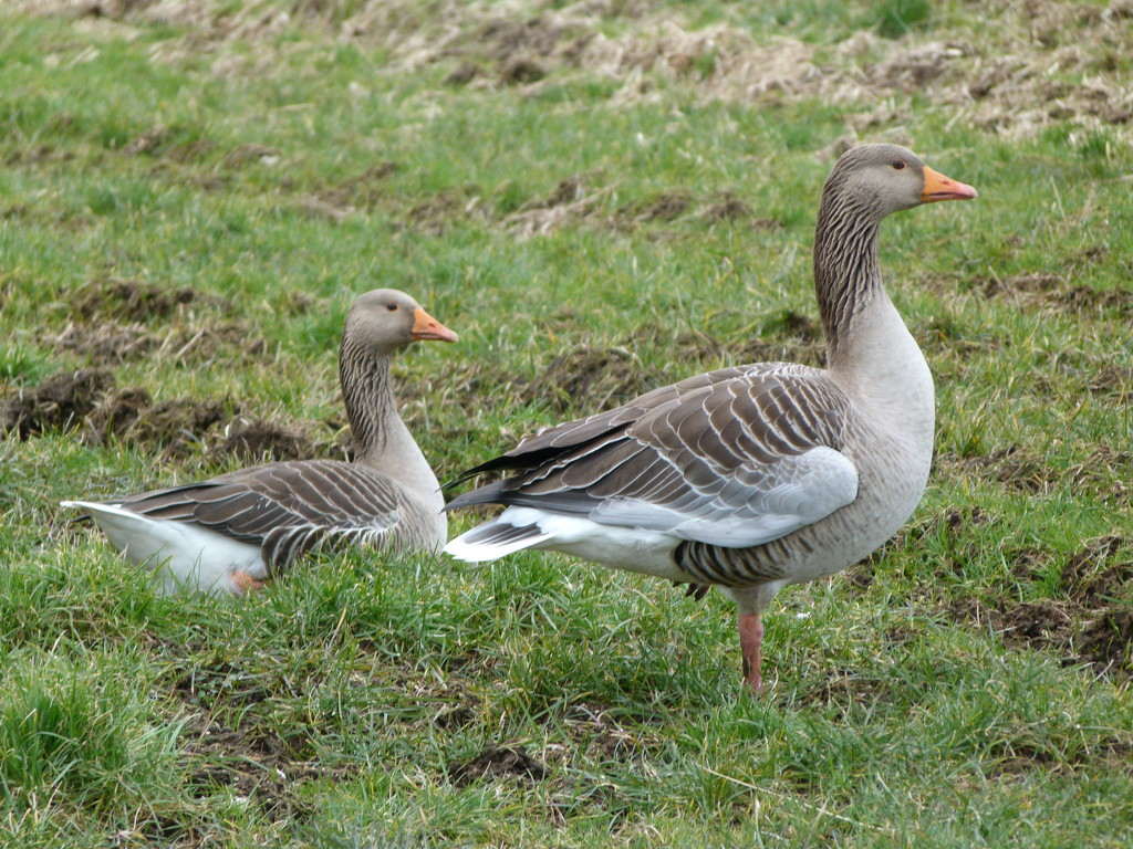 Geese by shirleybankfarm