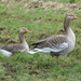 Geese by shirleybankfarm