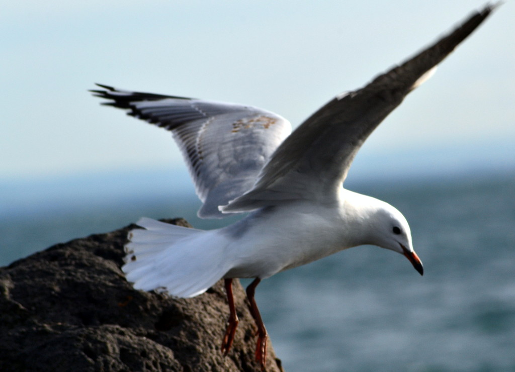 gull by dianeburns