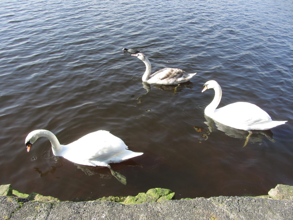Swans and cygnet. by grace55