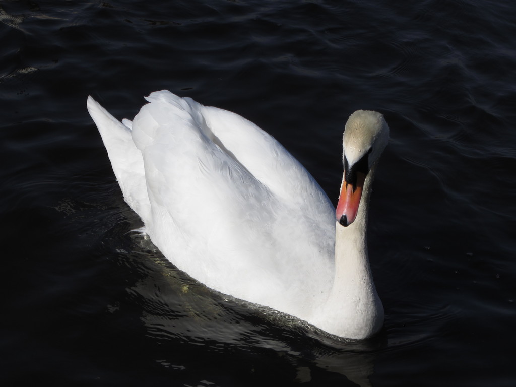 Swan by grace55