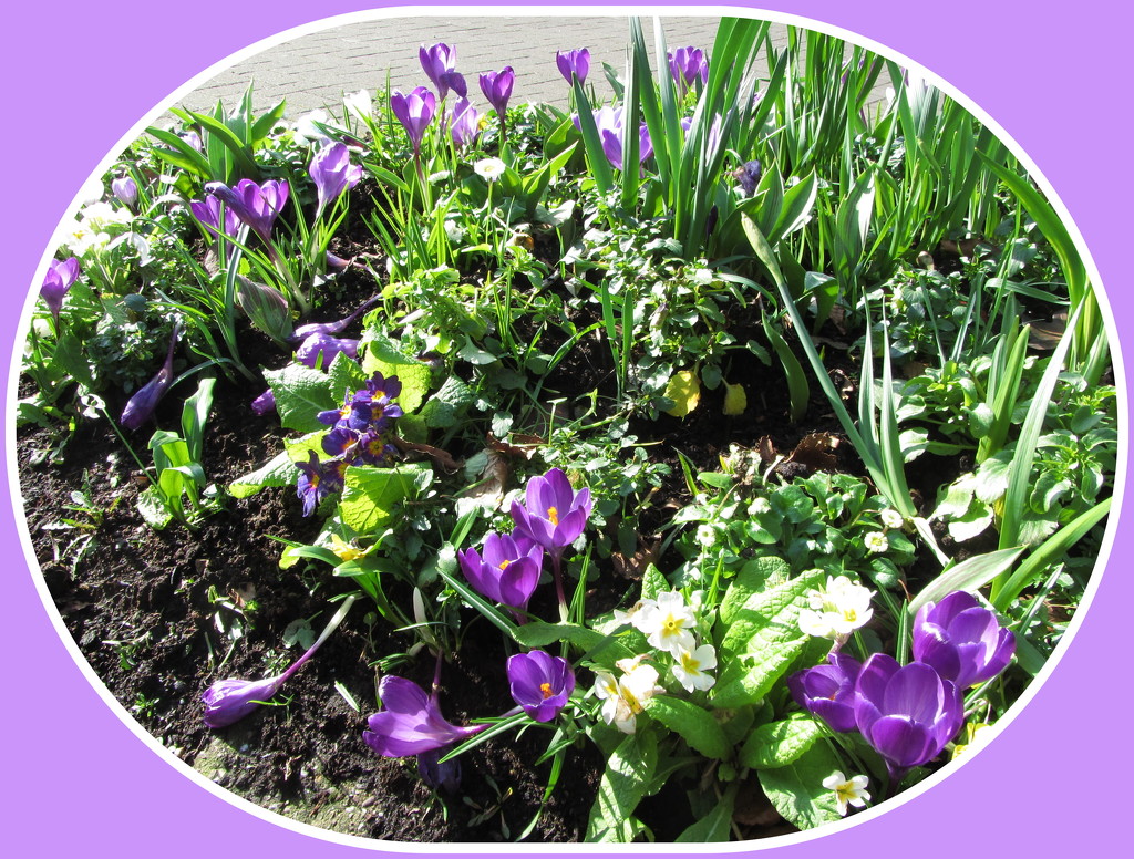 Crocus flowers and primroses. by grace55