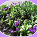 Crocus flowers and primroses. by grace55