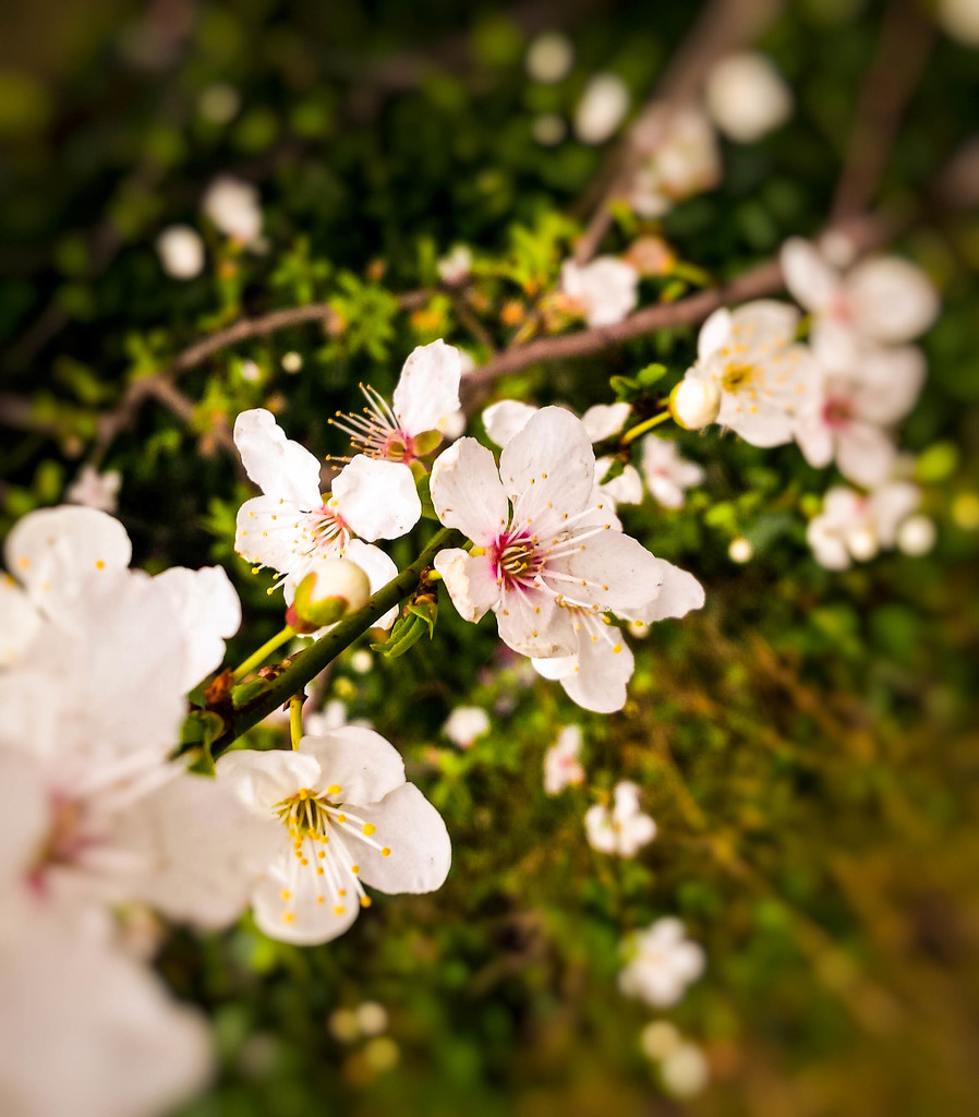 Blurry blossoms by m2016