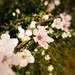 Blurry blossoms by m2016