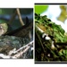 Momma and Baby Hummingbird... by soylentgreenpics
