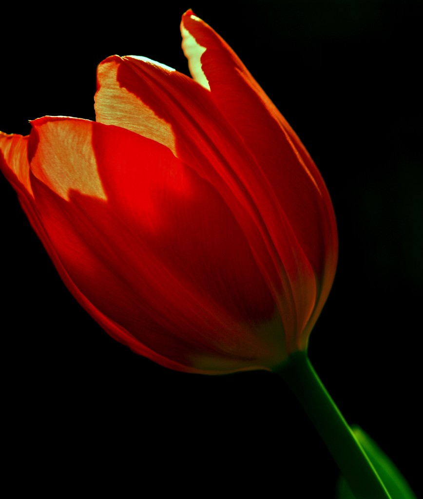 Tulip revisited by ziggy77