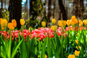 11th Mar 2016 - Tulip Time is Here
