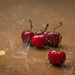 (Day 27) - Cherries in the Rain by cjphoto