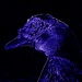 Indigo Duck For Rianbow2016_DSC5343 by merrelyn