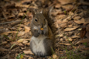 11th Mar 2016 - Squirrel Snack!