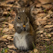 Squirrel Snack! by rickster549