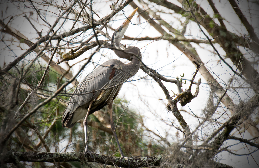 Great Blue Heron Picking out Building Material! by rickster549