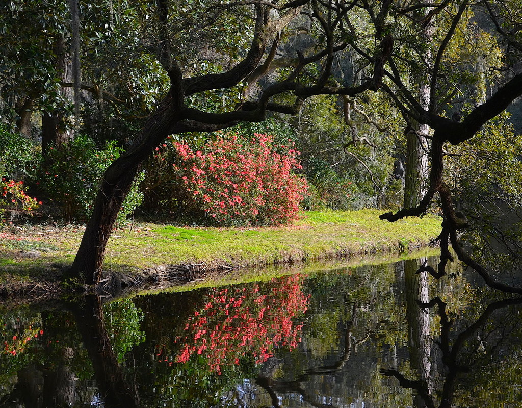 Azalea reflections, Charles Towne Landing State Historic Site, Charleston, SC by congaree