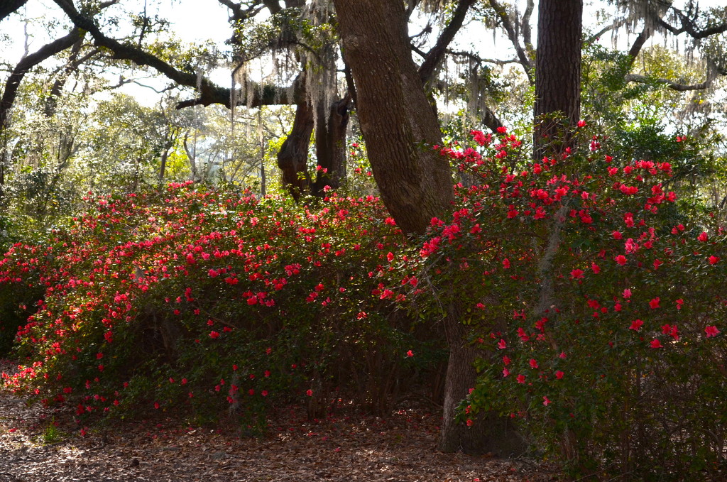 Azaleas, Charles Towne Landing State Historic Site, Charleston, SC by congaree