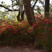Azaleas, Charles Towne Landing State Historic Site, Charleston, SC by congaree