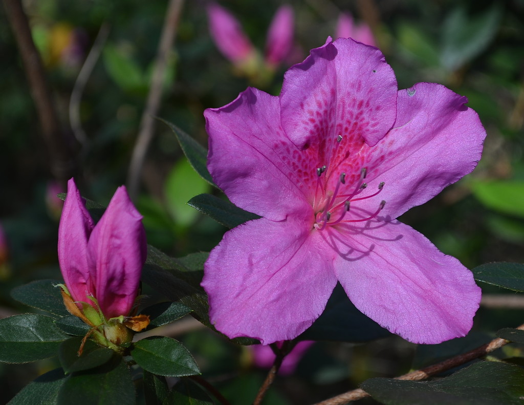 Magnificent azaleas by congaree