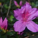 Magnificent azaleas by congaree