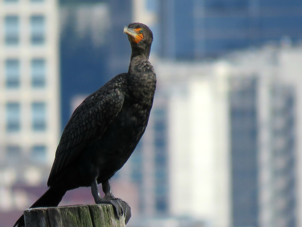 Cormorant on Elliott Bay by seattlite