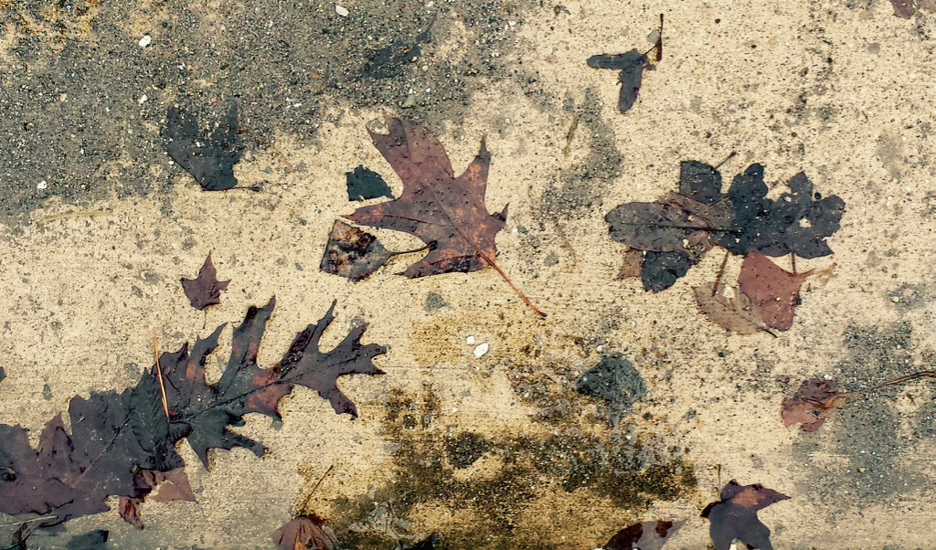Old Leaves in the Parking Lot by houser934