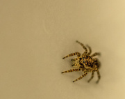 12th Mar 2016 - Tiny Jumping Spider