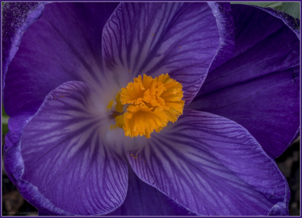 Crocus by pcoulson