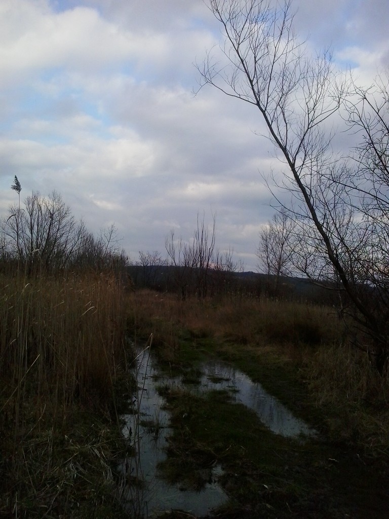 Swampy landscape. by ivm