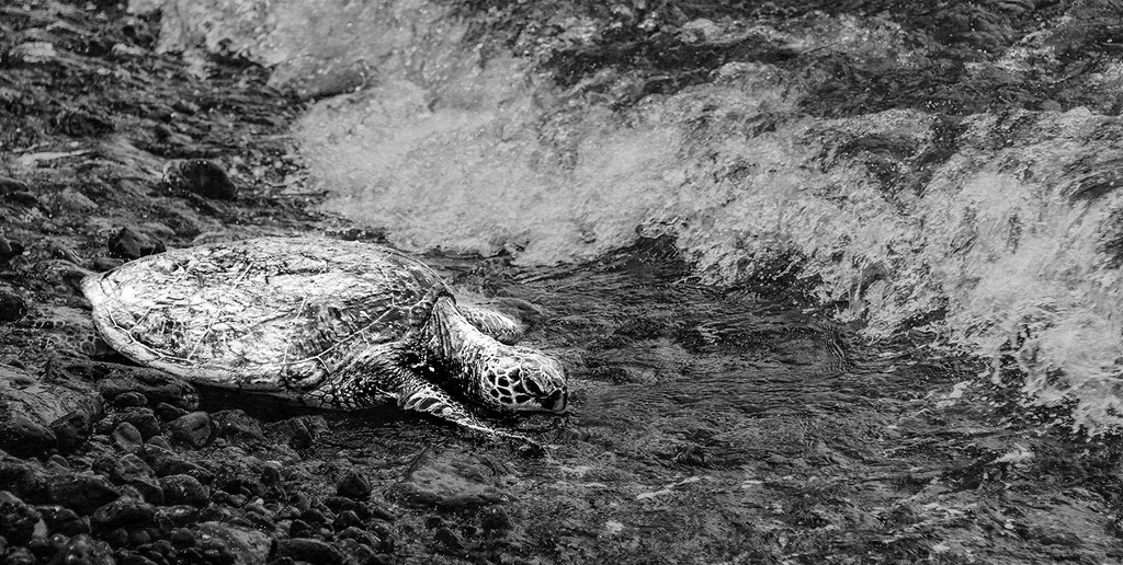Sea Turtle Heading Back In Black and White with Texture by jgpittenger