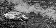 12th Mar 2016 - Sea Turtle Heading Back In Black and White with Texture