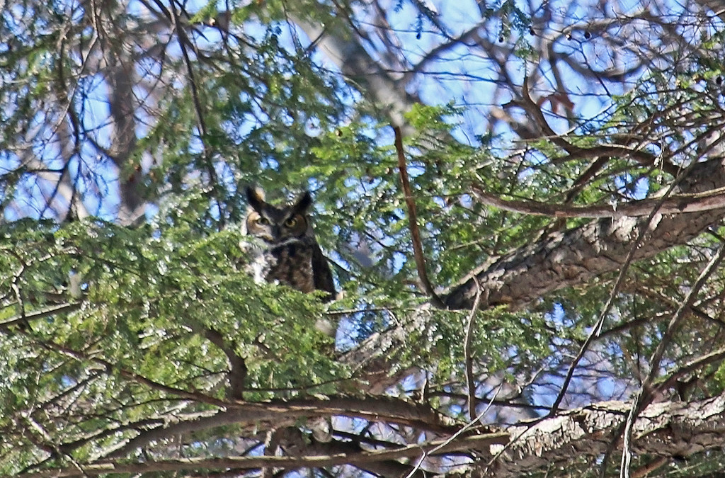 Horned Owl. by hellie