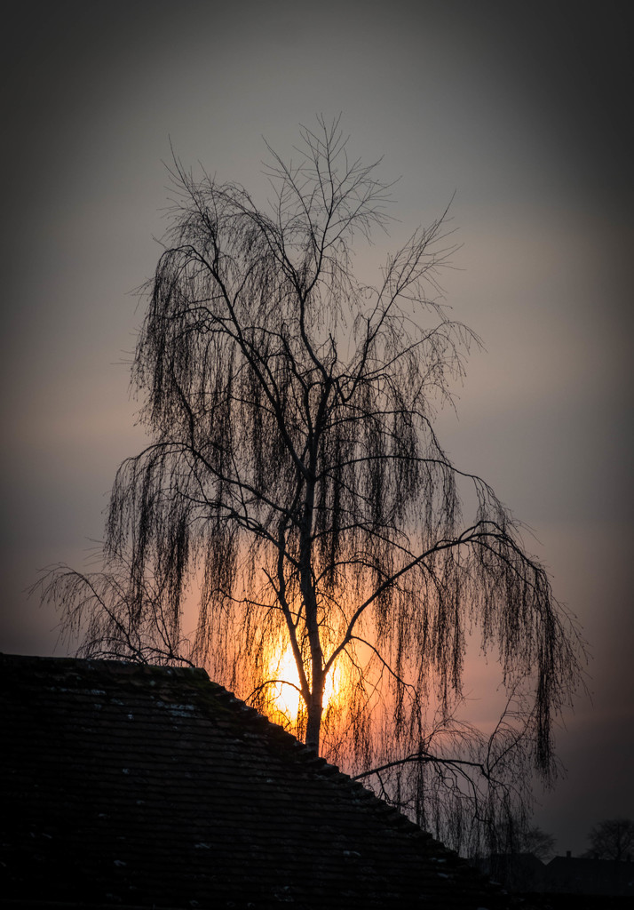 Evening Sun....... by susie1205