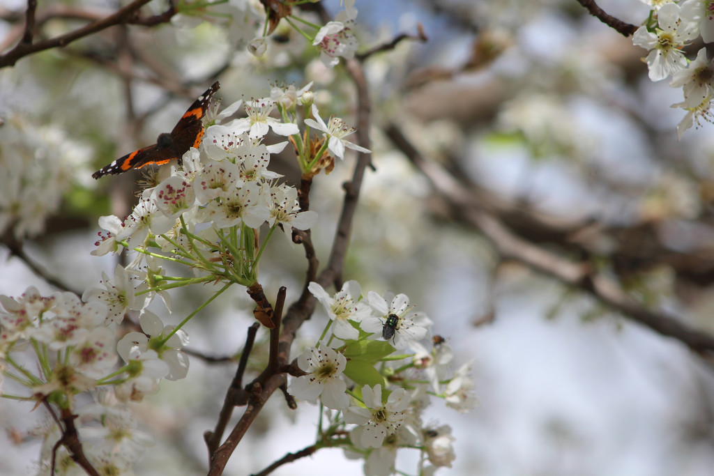 Pear Tree Blossoms and Butterfly by gaylewood