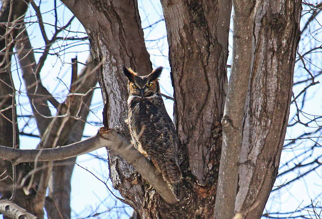 Great Horned Owl. by hellie