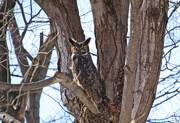 13th Mar 2016 - Great Horned Owl.
