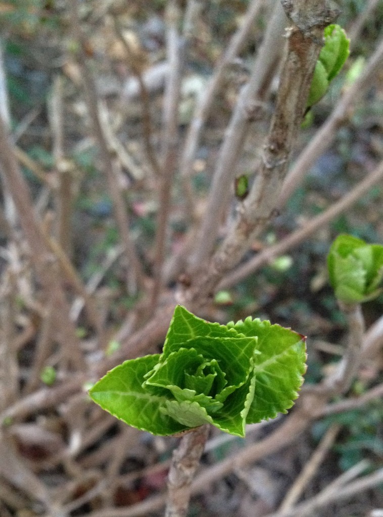 leaf buds! by wiesnerbeth