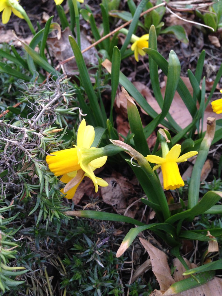 teeny tiny daffodils by wiesnerbeth