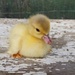 new born duckling by Dawn
