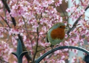13th Mar 2016 - Who can resist a Robin ?