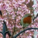 Who can resist a Robin ? by beryl