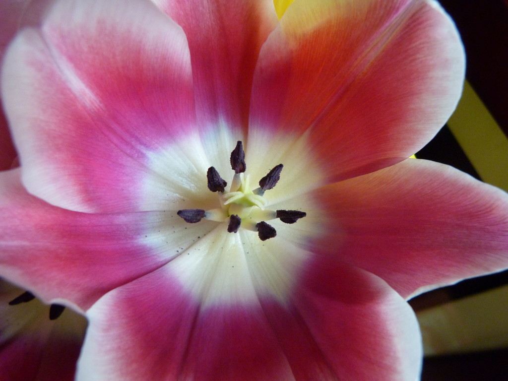 Tulip by shirleybankfarm