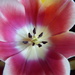 Tulip by shirleybankfarm