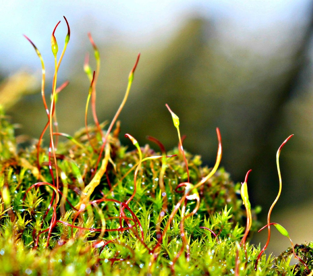 Moss. by wendyfrost